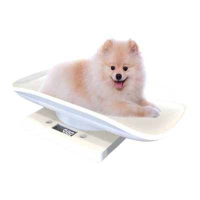 아기 강아지 체중계 고양이 새끼 반려동물 소형견 애완견 동물 병원 저울 몸무게 측정 전자