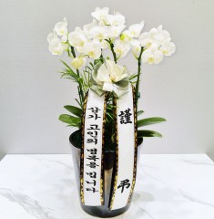 세종 세종시 근조 서양란(화이트)