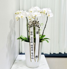 세종 세종시 근조 서양란(화이트)