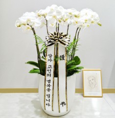 세종 세종시 근조 서양란(화이트)