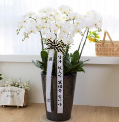 세종 세종시 근조 서양란